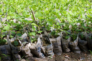 Community tree nurseries will produce and distribute over two million seedlings in an effort to improve food security for vulnerable families.